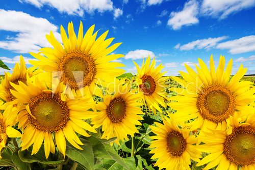 Fototapeta sunflower field and blue sky with clouds
