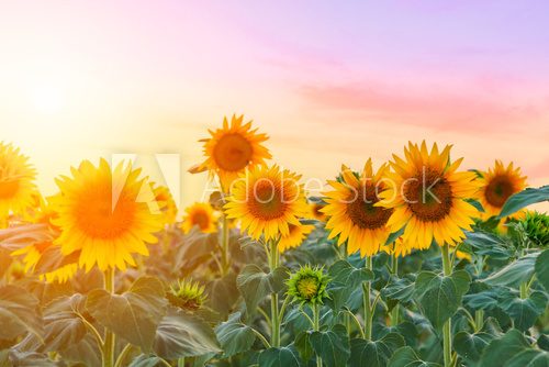 Fototapeta Sunflower field