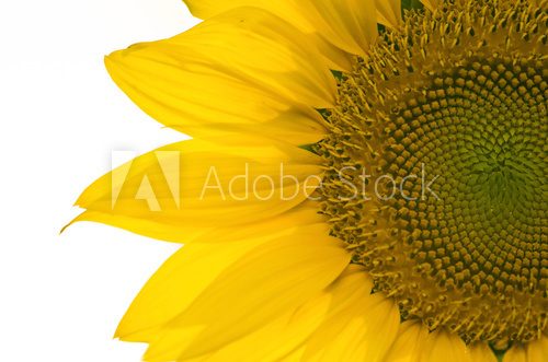 Fototapeta sunflower, selective focus