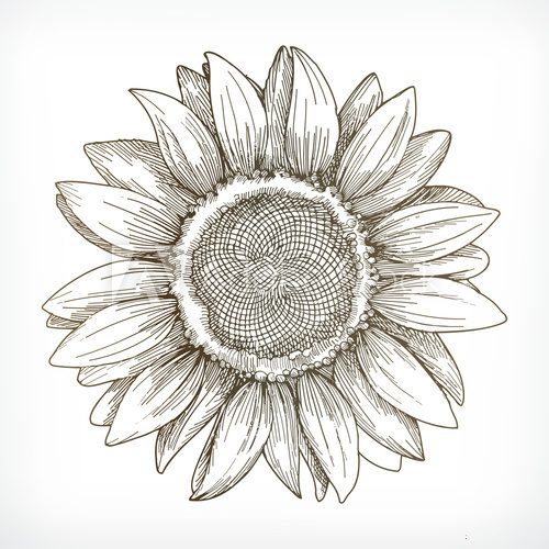 Fototapeta Sunflower sketch, hand drawing, vector illustration