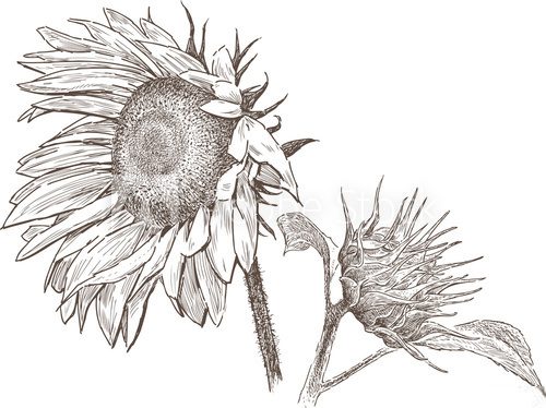 Fototapeta sunflower