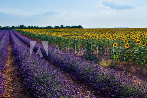 Fototapeta Sunflowers and lavender, Provence, France