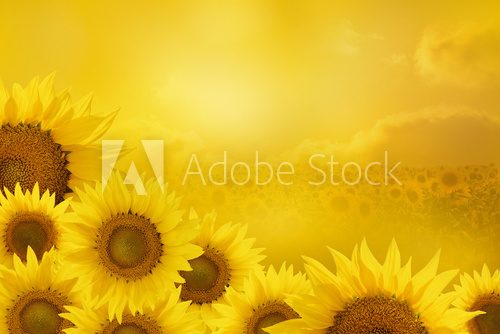 Fototapeta Sunflowers Background