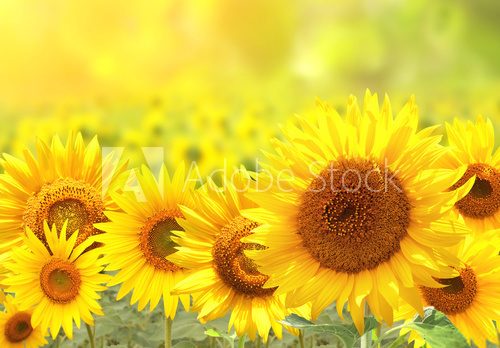 Fototapeta Sunflowers on blurred sunny background