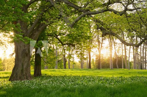 Fototapeta Sunlight in the green forest springtime