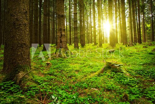 Fototapeta Sunlight in the green forest.
