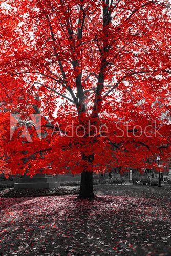 Fototapeta Sunlight Through Red Tree in Black and White Landscape