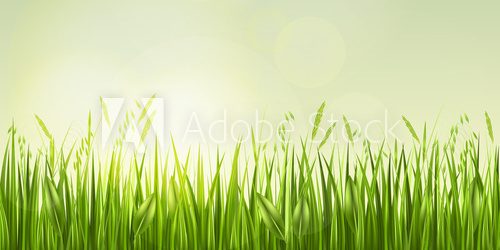 Fototapeta Sunrise in grass, vector illustration