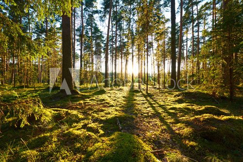 Fototapeta Sunrise in pine forest