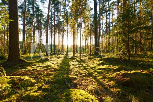 Fototapeta Sunrise in pine forest