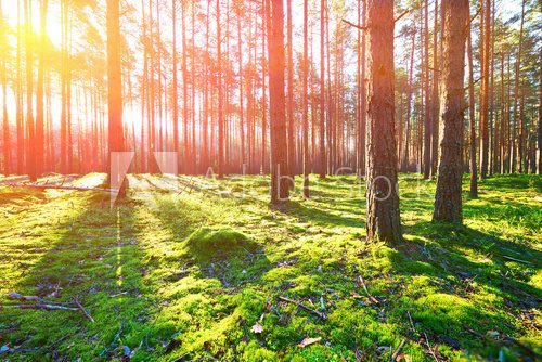 Fototapeta Sunrise in pine forest