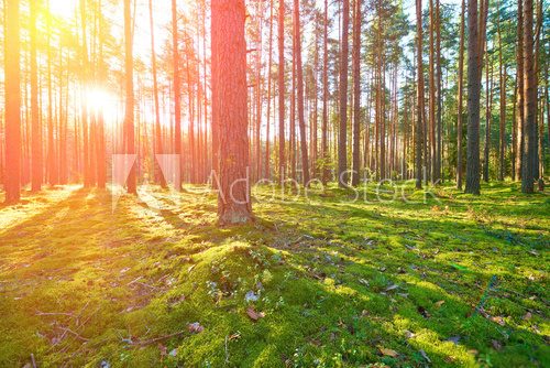 Fototapeta Sunrise in pine forest