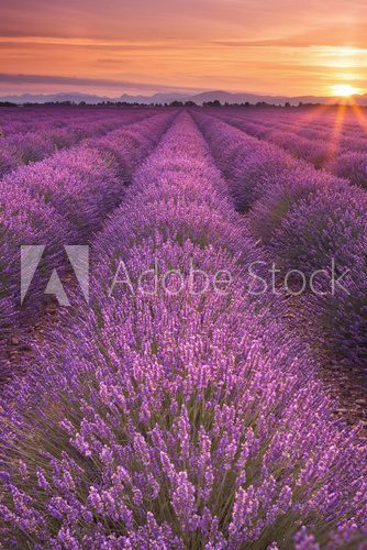 Fototapeta Sunrise over fields of lavender in the Provence, France