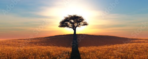 Fototapeta sunset and tree