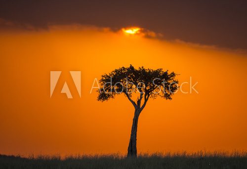 Fototapeta Sunset in the Maasai Mara National Park. Africa. Kenya