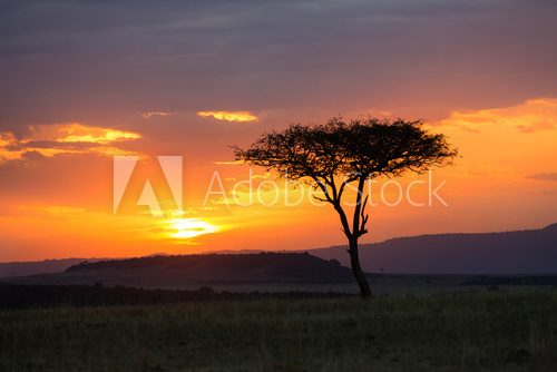 Fototapeta Sunset in the Serengeti National Park, Tanzania, Africa
