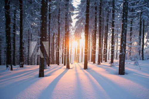 Fototapeta Sunset in the wood in winter period