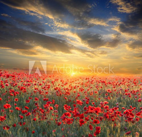 Fototapeta sunset over poppy field