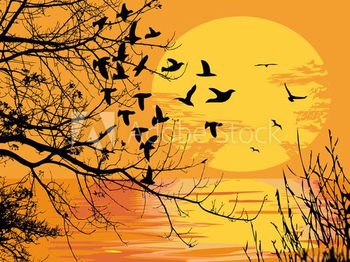 Fototapeta sunset scene
