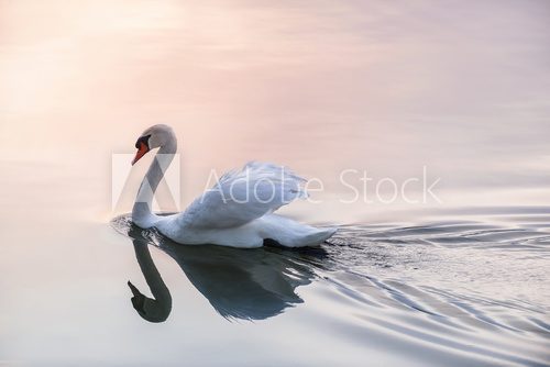 Fototapeta Sunset swan