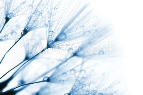 Fototapeta Super macro shot -  blue dandelion with droplets on white