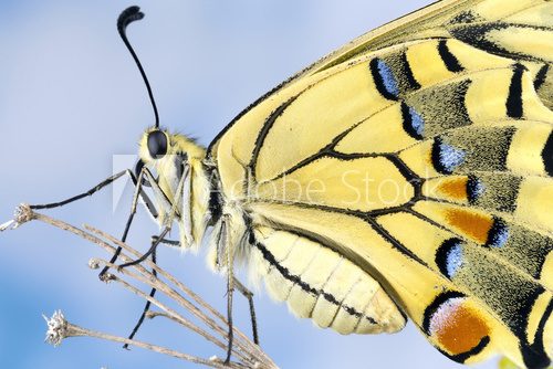 Fototapeta Swallowtail Butterfly