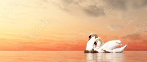 Fototapeta Swan family - 3D render
