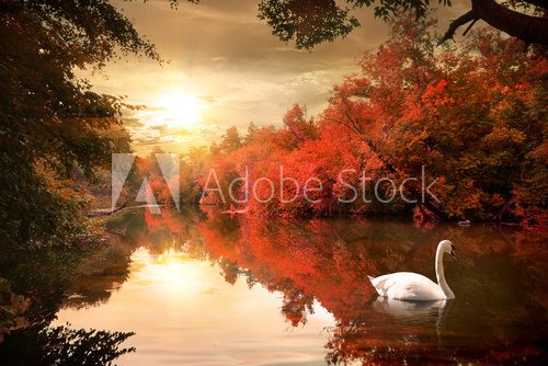 Fototapeta Swan in the autmn
