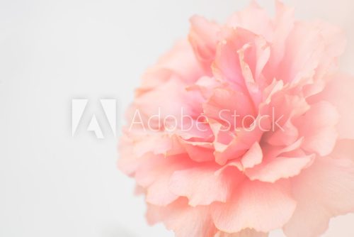 Fototapeta Sweet pink flower, common purslane, portulaca flowers, soft blur