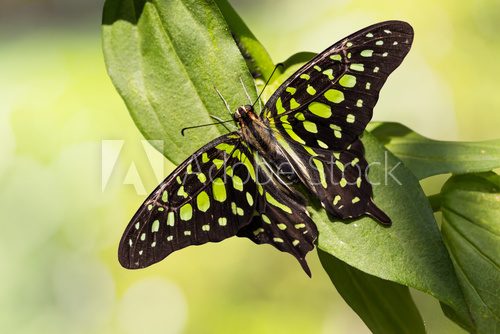 Fototapeta Tailed Jay butterfly
