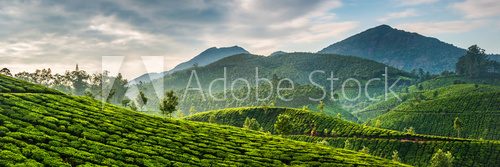 Fototapeta Tea plantations