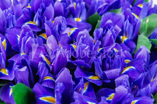 Fototapeta texture close-up of iris flowers