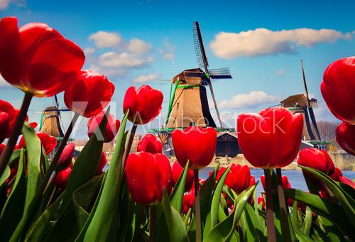 Fototapeta The famous Dutch windmills