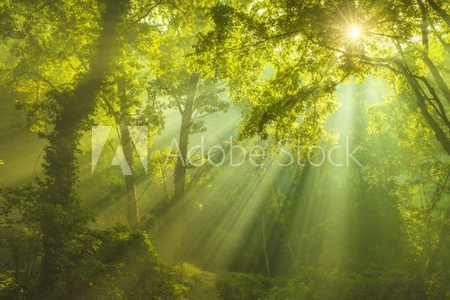 Fototapeta The Forest of Heaven
