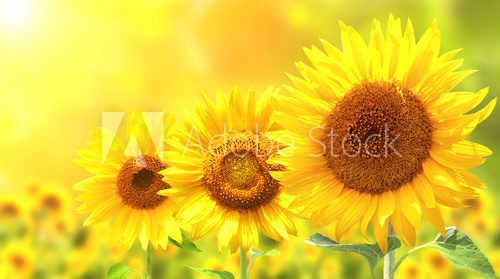 Fototapeta Three bright yellow sunflowers