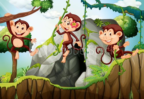 Fototapeta Three monkeys hanging on the branch