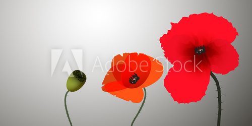 Fototapeta Three poppies on grey background