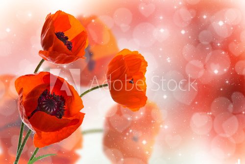 Fototapeta Three red poppies