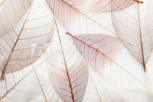 Fototapeta Top view of beautiful decorative skeleton leaves