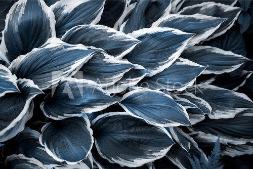 Fototapeta Top view of beautiful leaves background colored with Classic blue color the color of 2020
