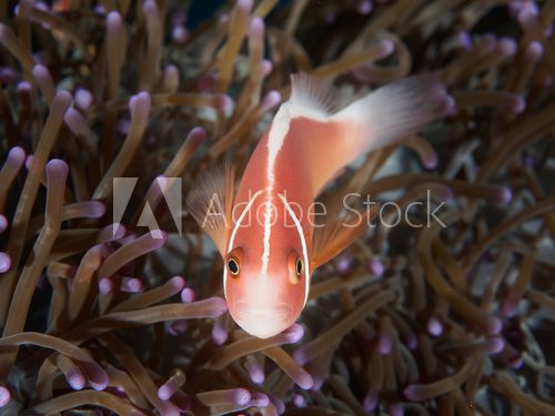 Fototapeta Top view of Pink Anemonefish