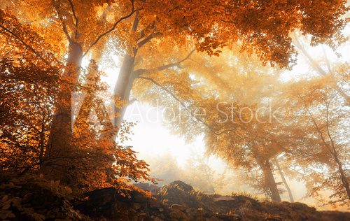 Fototapeta Trees in a scenic misty forest in autumn