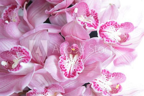 Fototapeta Tropical pink orchid isolated over white background
