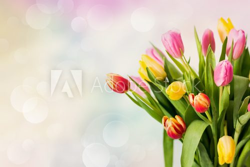 Fototapeta tulipani su sfondo colorato