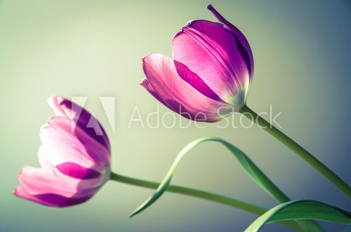 Fototapeta tulips