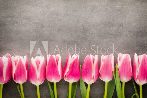Fototapeta Tulips on the grey  background.