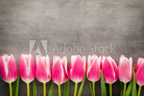 Fototapeta Tulips on the grey  background.