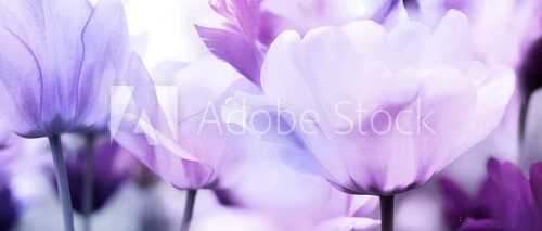 Fototapeta tulips pink violet ultra light