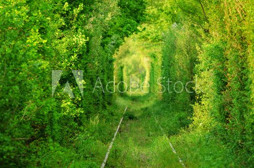 Fototapeta Tunnel -like path covered with bushes and trees with light at the end