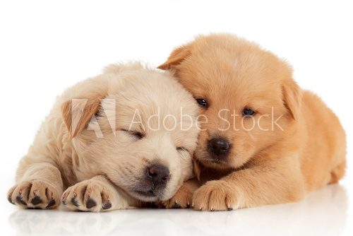 Fototapeta Two cute Chow-chow puppies,  isolated over white background